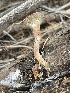  ( - HAY-F-006475)  @11 [ ] by-nc (2023) Damon Tighe Fungal Diversity Survey