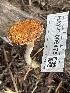  ( - HAY-F-006475)  @11 [ ] by-nc (2023) Damon Tighe Fungal Diversity Survey