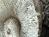  ( - HAY-F-006486)  @11 [ ] by-nc (2023) Damon Tighe Fungal Diversity Survey