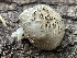  ( - HAY-F-006486)  @11 [ ] by-nc (2023) Damon Tighe Fungal Diversity Survey