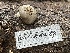  ( - HAY-F-006486)  @11 [ ] by-nc (2023) Damon Tighe Fungal Diversity Survey