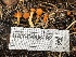  ( - HAY-F-006492)  @11 [ ] by-nc (2023) Damon Tighe Fungal Diversity Survey