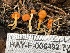  ( - HAY-F-006492)  @11 [ ] by-nc (2023) Damon Tighe Fungal Diversity Survey