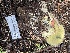  ( - HAY-F-006493)  @11 [ ] by-nc (2023) Damon Tighe Fungal Diversity Survey