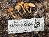  ( - HAY-F-006494)  @11 [ ] by-nc (2023) Damon Tighe Fungal Diversity Survey