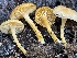  ( - HAY-F-006494)  @11 [ ] by-nc (2023) Damon Tighe Fungal Diversity Survey