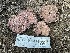  ( - HAY-F-006498)  @11 [ ] by-nc (2023) Damon Tighe Fungal Diversity Survey