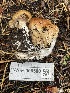  ( - HAY-F-006500)  @11 [ ] by-nc (2023) Damon Tighe Fungal Diversity Survey