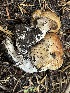  ( - HAY-F-006500)  @11 [ ] by-nc (2023) Damon Tighe Fungal Diversity Survey