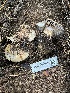  ( - HAY-F-006503)  @11 [ ] by-nc (2023) Damon Tighe Fungal Diversity Survey
