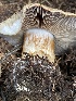  ( - HAY-F-006503)  @11 [ ] by-nc (2023) Damon Tighe Fungal Diversity Survey