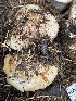  ( - HAY-F-006503)  @11 [ ] by-nc (2023) Damon Tighe Fungal Diversity Survey