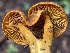  ( - HAY-F-006505)  @11 [ ] by-nc (2023) Damon Tighe Fungal Diversity Survey