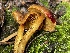  ( - HAY-F-006505)  @11 [ ] by-nc (2023) Damon Tighe Fungal Diversity Survey