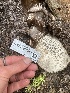  ( - HAY-F-006511)  @11 [ ] by-nc (2023) Damon Tighe Fungal Diversity Survey