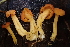  ( - HAY-F-006492)  @11 [ ] by-nc (2023) Damon Tighe Fungal Diversity Survey