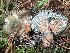  ( - HAY-F-006512)  @11 [ ] by-nc (2023) Damon Tighe Fungal Diversity Survey