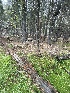  ( - HAY-F-006512)  @11 [ ] by-nc (2023) Damon Tighe Fungal Diversity Survey
