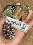  ( - HAY-F-006512)  @11 [ ] by-nc (2023) Damon Tighe Fungal Diversity Survey