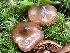  ( - HAY-F-006514)  @11 [ ] by-nc (2023) Damon Tighe Fungal Diversity Survey