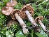  ( - HAY-F-006514)  @11 [ ] by-nc (2023) Damon Tighe Fungal Diversity Survey