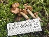  ( - HAY-F-006514)  @11 [ ] by-nc (2023) Damon Tighe Fungal Diversity Survey