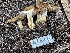 ( - HAY-F-006515)  @11 [ ] by-nc (2023) Damon Tighe Fungal Diversity Survey