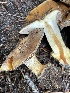  ( - HAY-F-006515)  @11 [ ] by-nc (2023) Damon Tighe Fungal Diversity Survey