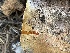  ( - HAY-F-006517)  @11 [ ] by-nc (2023) Damon Tighe Fungal Diversity Survey