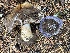  ( - HAY-F-006517)  @11 [ ] by-nc (2023) Damon Tighe Fungal Diversity Survey