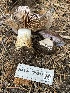  ( - HAY-F-006517)  @11 [ ] by-nc (2023) Damon Tighe Fungal Diversity Survey