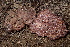  (Hydnotrya sp. CA01 - HAY-F-006498)  @11 [ ] by-nc (2023) Damon Tighe Fungal Diversity Survey
