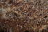  ( - HAY-F-006498)  @11 [ ] by-nc (2023) Damon Tighe Fungal Diversity Survey