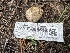  ( - HAY-F-006519)  @11 [ ] by-nc (2023) Damon Tighe Fungal Diversity Survey