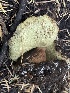  ( - HAY-F-006566)  @11 [ ] by-nc (2023) Damon Tighe Fungal Diversity Survey