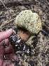  ( - HAY-F-006566)  @11 [ ] by-nc (2023) Damon Tighe Fungal Diversity Survey