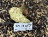  ( - HAY-F-006566)  @11 [ ] by-nc (2023) Damon Tighe Fungal Diversity Survey