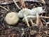  ( - HAY-F-006528)  @11 [ ] by-nc (2023) Damon Tighe Fungal Diversity Survey