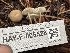  ( - HAY-F-006528)  @11 [ ] by-nc (2023) Damon Tighe Fungal Diversity Survey