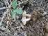  ( - HAY-F-000525)  @11 [ ] by-nc (2023) Harte Singer Fungal Diversity Survey