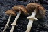  ( - HAY-F-004743)  @11 [ ] by-nc (2023) Taye Bright Fungal Diversity Survey