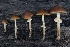  ( - HAY-F-004743)  @11 [ ] by-nc (2023) Taye Bright Fungal Diversity Survey