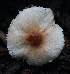  (Leucoagaricus sp. CA02 - HAY-F-004745)  @11 [ ] by-nc (2023) Taye Bright Fungal Diversity Survey