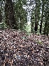  ( - HAY-F-004746)  @11 [ ] by-nc (2023) Taye Bright Fungal Diversity Survey