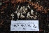  ( - HAY-F-004746)  @11 [ ] by-nc (2023) Taye Bright Fungal Diversity Survey