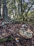  ( - HAY-F-004751)  @11 [ ] by-nc (2023) Taye Bright Fungal Diversity Survey