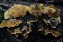  ( - HAY-F-004751)  @11 [ ] by-nc (2023) Taye Bright Fungal Diversity Survey