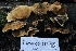  ( - HAY-F-004751)  @11 [ ] by-nc (2023) Taye Bright Fungal Diversity Survey
