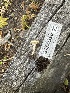  ( - HAY-F-004327)  @11 [ ] by-nc (2023) Jaren Hockert Fungal Diversity Survey