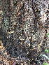  ( - HAY-F-003391)  @11 [ ] by-nc (2023) Sadie Hickey Fungal Diversity Survey
